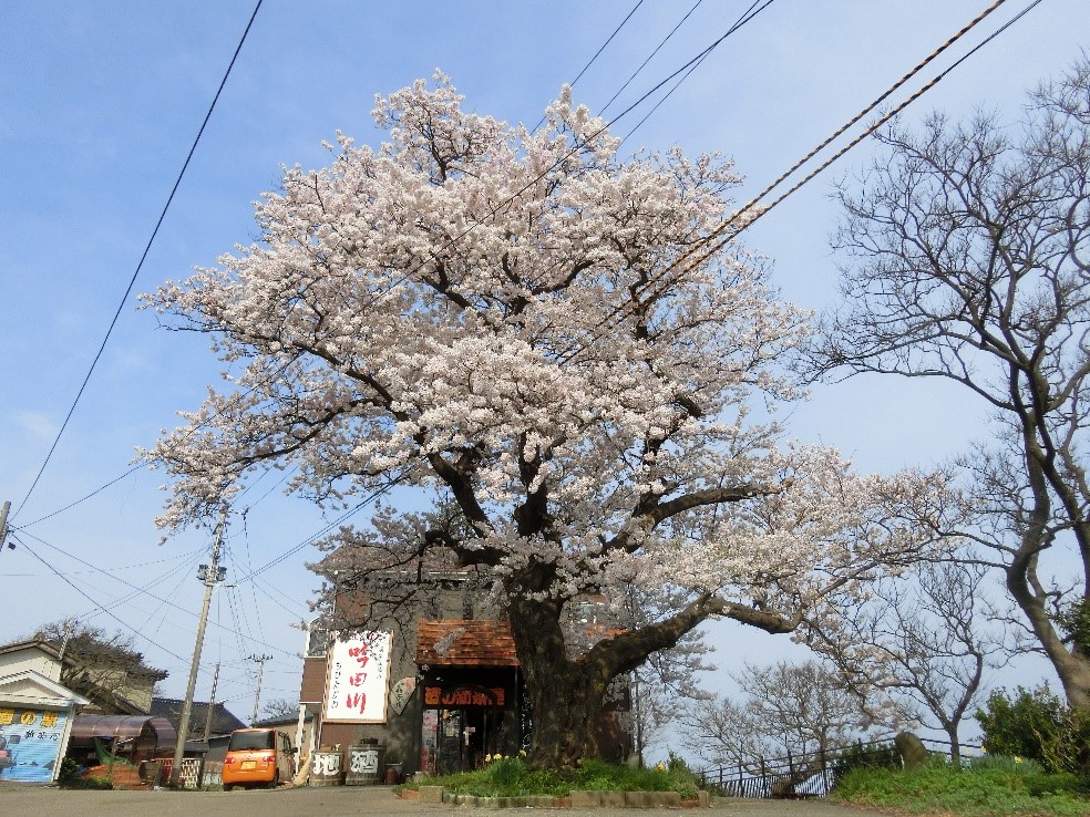 第８回　酒の新茶屋　桜まつり  コラボイベント開催