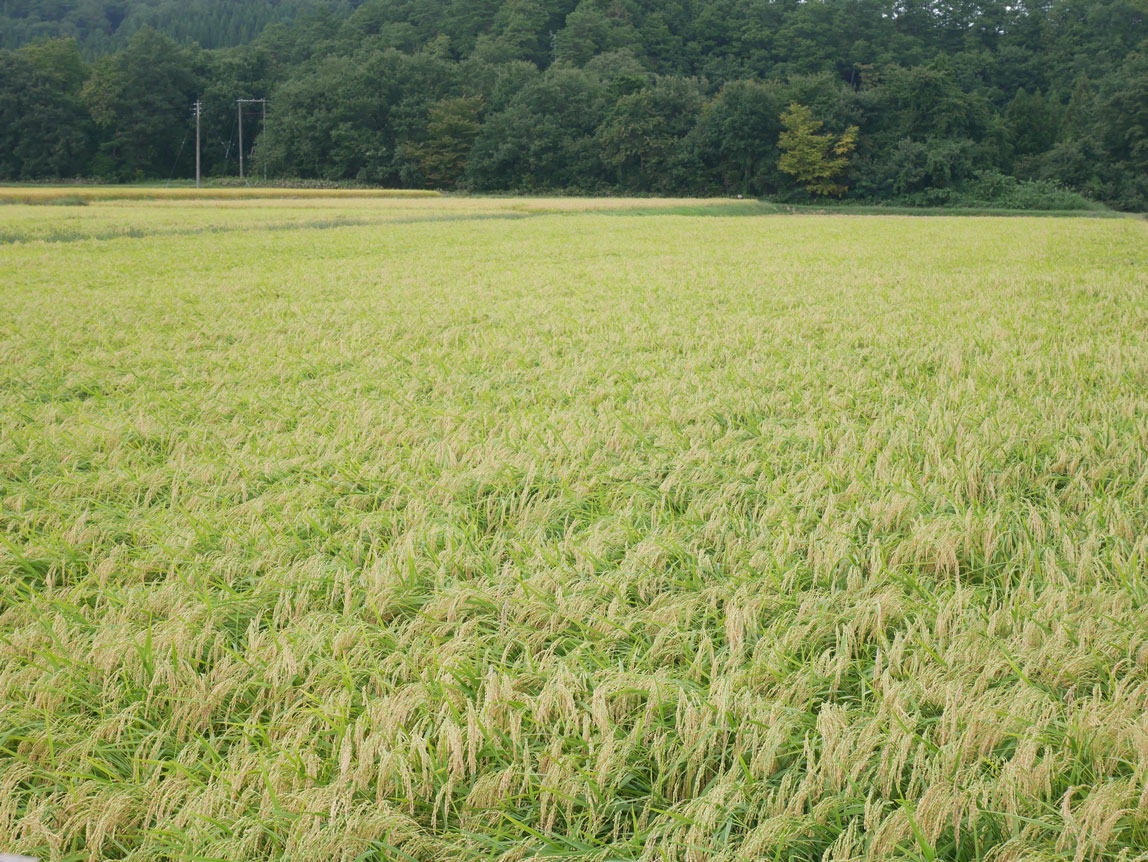 Sake Production Accompanying the Local Life