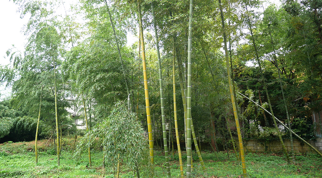 笹祝酒造の竹林